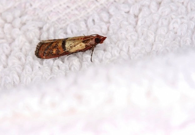 PROTECTING CLOTHES FROM MOTHS: A STEP-BY-STEP GUIDE FOR LONG-TERM STORAGE