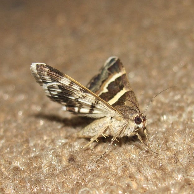 SAY GOODBYE TO CLOTHES MOTHS WITH THESE 4 NATURAL SOLUTIONS!